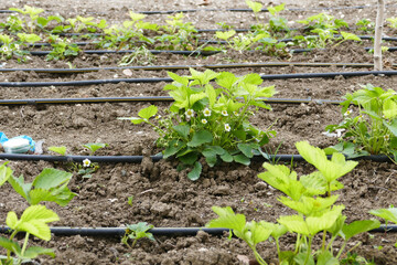 Close-up of strawberry seedlings greening and blooming in spring,