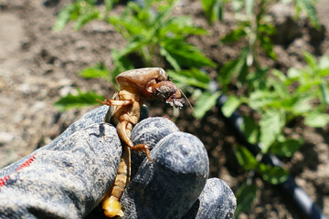 close-up Gryllotalpa beetle, Gryllotalpa beetle damaging and tearing off vegetable seedlings,