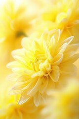 Pale Yellow Dahlia Flower Close Up Soft Focus
