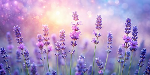 Fototapeta premium A Close-Up of Lavender Flowers Blooming in a Field of Purple and Pink Hues, with a Soft, Dreamy Background