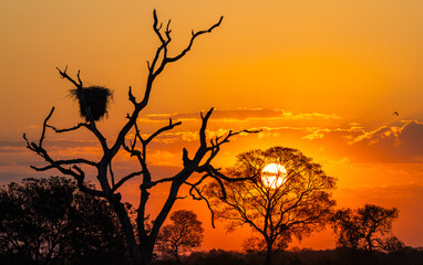 Obraz premium Jabiru stork nest high on a tree at a romantic sunset in the Pantanal wetlands of Brazil