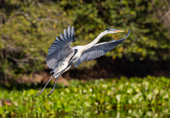 Cocoi Heron approaching the water to catch a fish  in the Pantanal river of Brazil