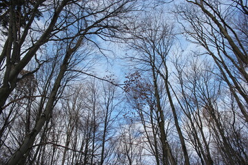 evening walk in the winter forest