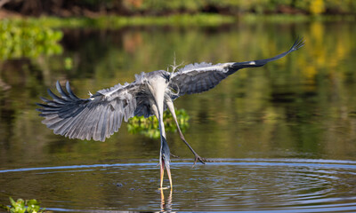 Cocoi Heron in flight catching elegantly a fish in the river of the Pantanal of Brazil