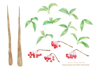 水彩で描いたマンリョウのベクターイラスト