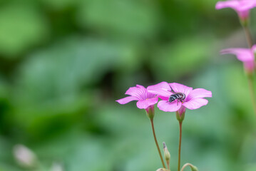 ハート型の葉っぱが集まったようなピンク色のイモカタバミ
