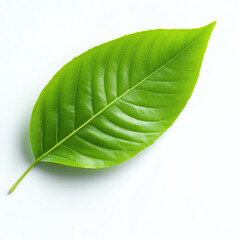 Obraz premium A vibrant green leaf showcasing nature's intricate design and beauty.