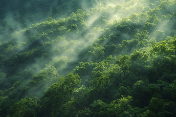 Fototapeta premium Dense green forest shrouded in ethereal morning mist, sunlight filtering through the trees, capturing the untouched tranquility and vibrant foliage.