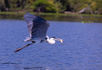 Cocoi Heron elegantly in flight caught a fish holding it in its beak in Pantanal river of Brazil