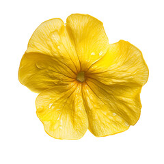 Single Yellow Flower with Dew Drops