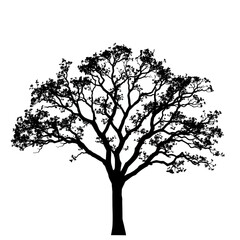 Black silhouette of a tree on white background