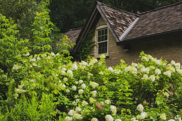 Old stone house behind a wall of lush plants.