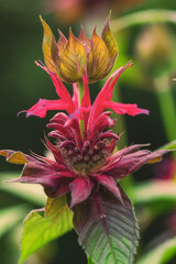 Scarlet Beebalm, flower in bloom, macro photograph of detailed pedals.