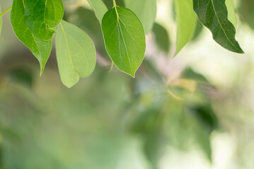 光輝く秋の公園の緑の風景