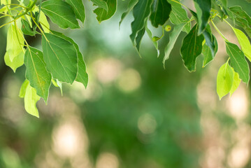 光輝く秋の公園の緑の風景