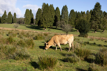 Paisaje con muchas coníferas  y una vaca pastando