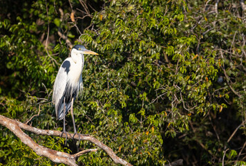 Focused Cocoi Heron hunting for fish observing the water of the  Pantanal river in Brazil