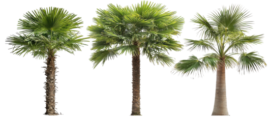 Palm Trees Isolated on PNG Transparent Background