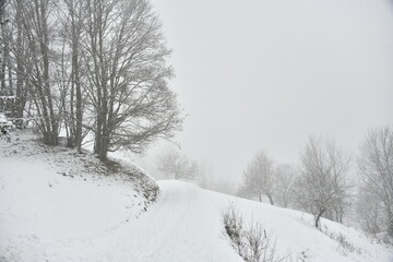 Art photo of trees under snow in winter