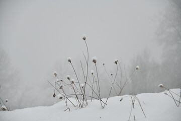 Dry plant covered with snow by winter art photo