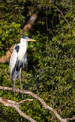 Focused Cocoi Heron hunting for fish observing the water of the  Pantanal river in Brazil