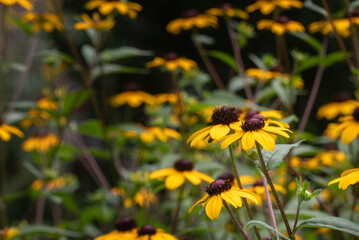 公園に黄色いルドベキアの花が群生している