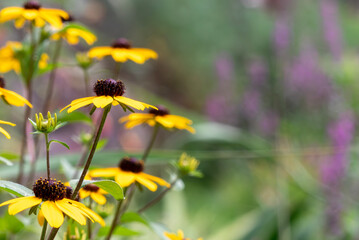 公園に黄色いルドベキアの花が群生している