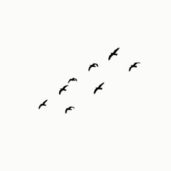 Fototapeta premium Silhouettes of a flock of birds flying against a white sky