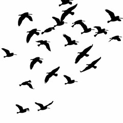 Fototapeta premium Silhouette of a flock of birds flying in the sky