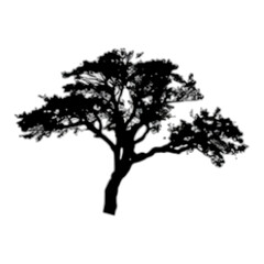 Fototapeta premium Silhouette of a tree on a transparent background.