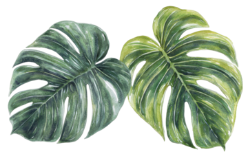Two vibrant tropical leaves showcasing rich green hues and intricate textures.
