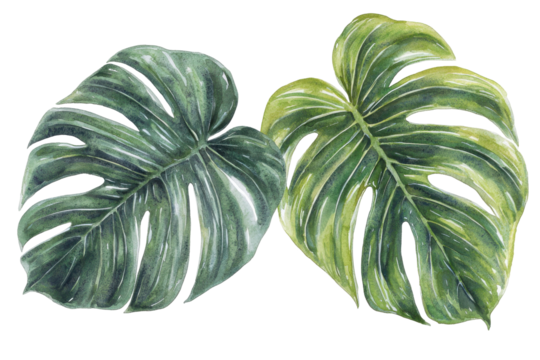 Two vibrant tropical leaves showcasing rich green hues and intricate textures.