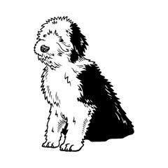Puppy Old English Sheepdog - Dog Breed, Puppy Breed Vector File, detailed vector