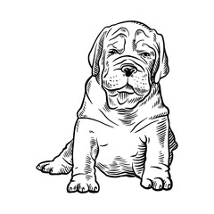 Puppy Neapolitan Mastiff - Dog Breed, Puppy Breed Vector File, detailed vector