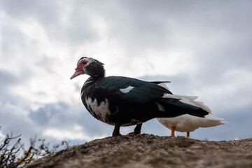 Two Muscovy Ducks Sitting on a Rock