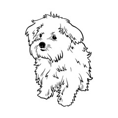 Puppy Maltese - Dog Breed, Puppy Breed Vector File, detailed vector