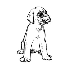 Puppy Mastiff - Dog Breed, Puppy Breed Vector File, detailed vector