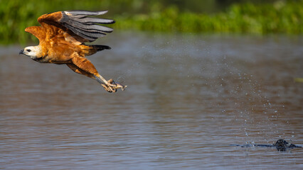 Picture sequence B 4 of 4. Black collared Hawk hunting fish in the Pantanal wetlands in Brazil. 