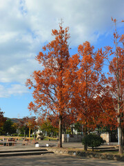 日本の晩秋の風景