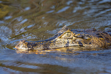 Wild Caiman in the Pantanal river in Brazil waiting for some prey