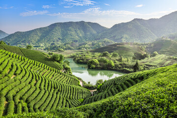 Green tea plantation nature scenery in the mountains and lake in Hangzhou, China
