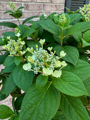 Hydrangea Tree Blooming In The Home Landscape