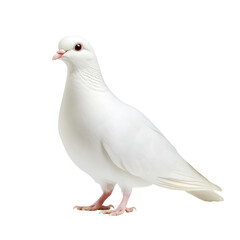Naklejka premium Serene White Dove isolated on white or transparent background, png clipart, design element