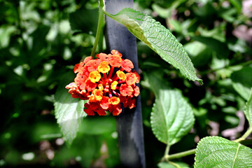 FLORES MULTICOLOR HOJAS VERDES EN EL JARDÍN NATURAL