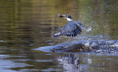 Ringed Kingfisher with reflection emerging from a splash in the water with a caught fish, in the Pantanal of Brazil