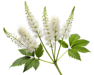 Actaea racemosa isolated on white background as transparent. PNG.AI GENERATED