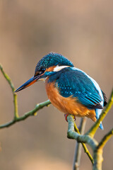 Eisvogel im Herbst auf einem Ast / Vogel / Kingfisher