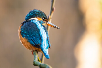 Eisvogel im Herbst auf einem Ast / Vogel / Kingfisher