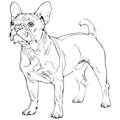 sketch of boston terrier
