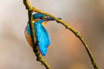 Eisvogel im Herbst auf einem Ast / Vogel / Kingfisher
